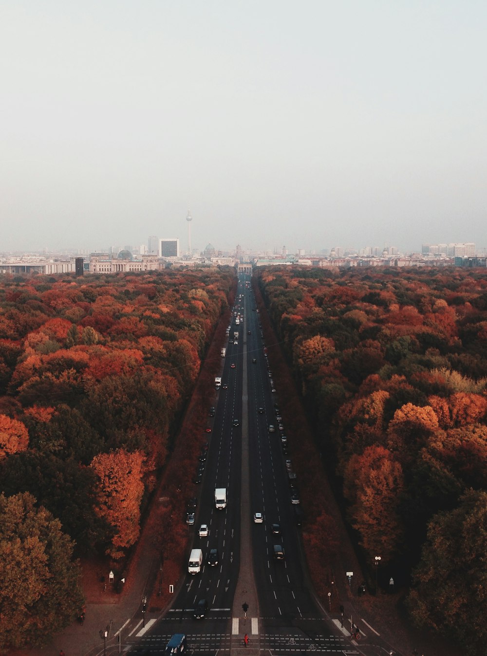 gray road in between lush forest