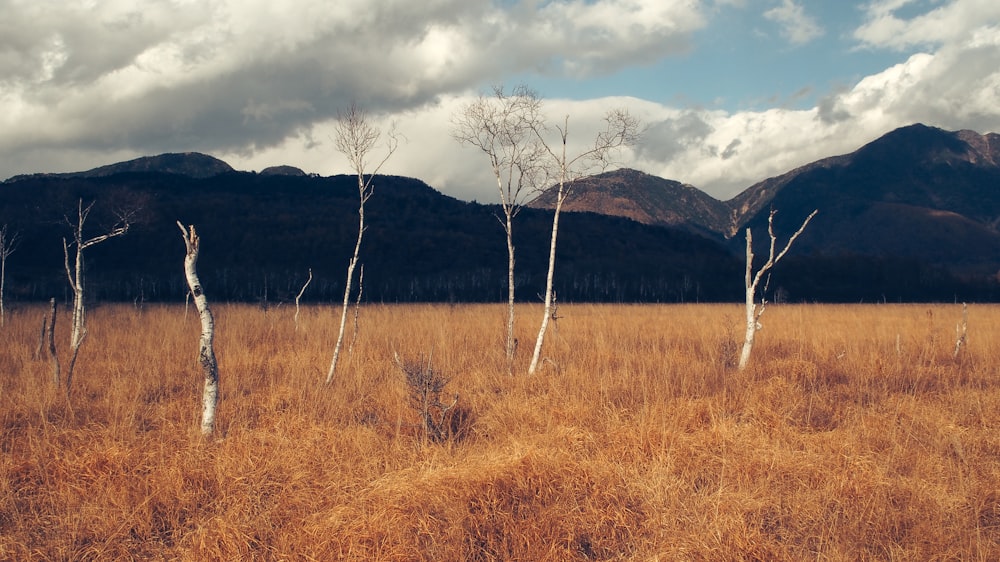 bale trees on dried grass field