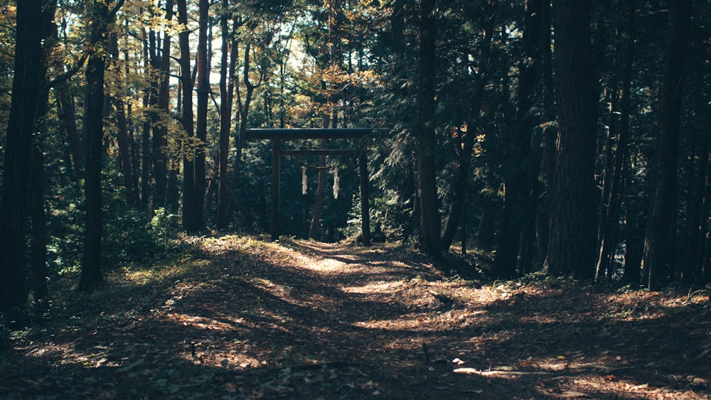 Foto eines von Bäumen umgebenen Holzbogens