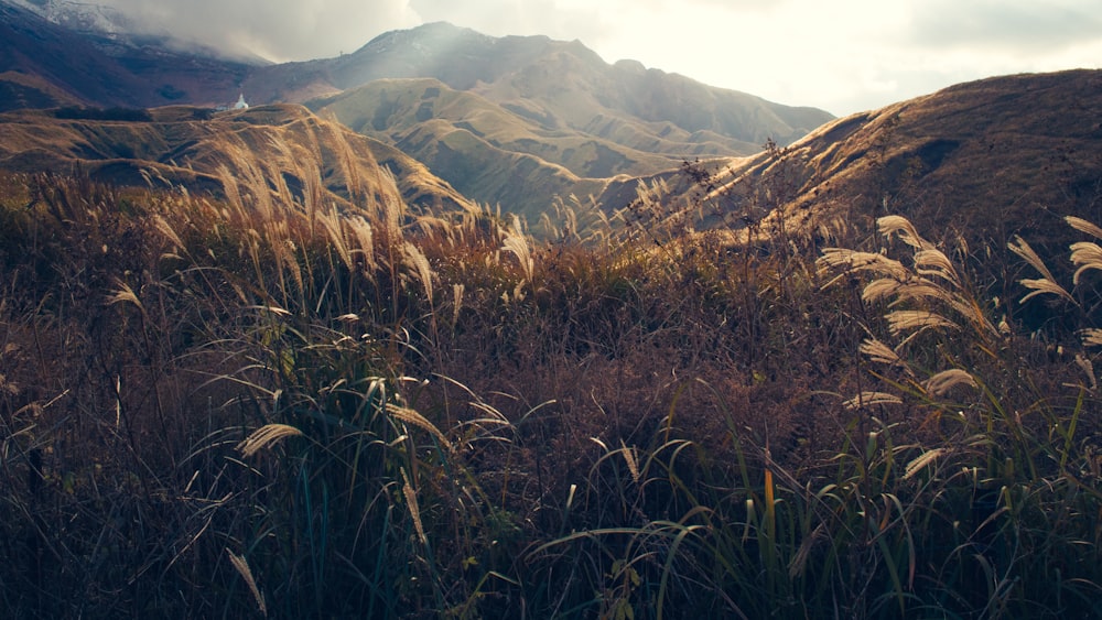 brown and green grass near hill