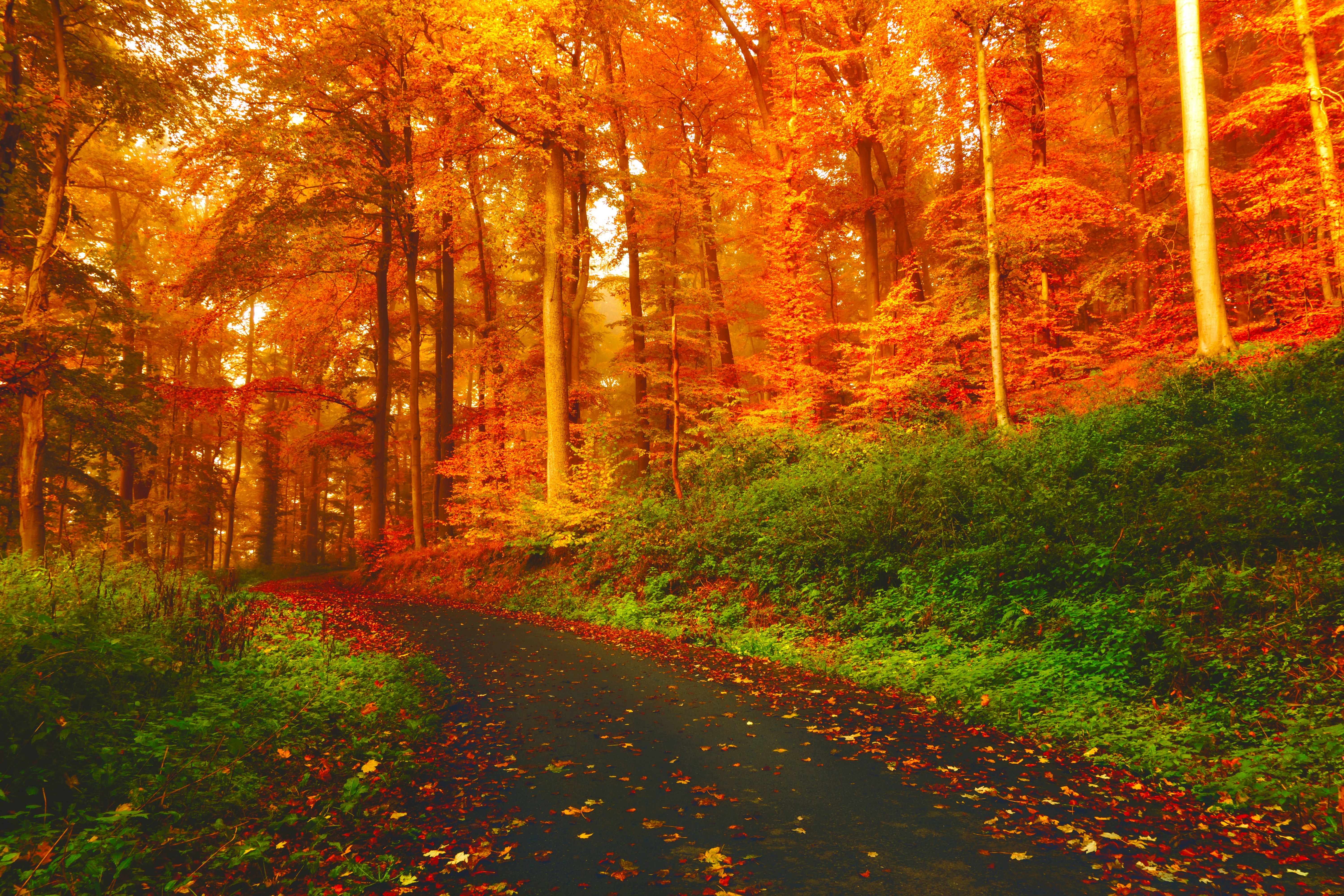 Nunc pulvinar sapien et ligula ullamcorper malesuada proin libero nunc consequat interdum