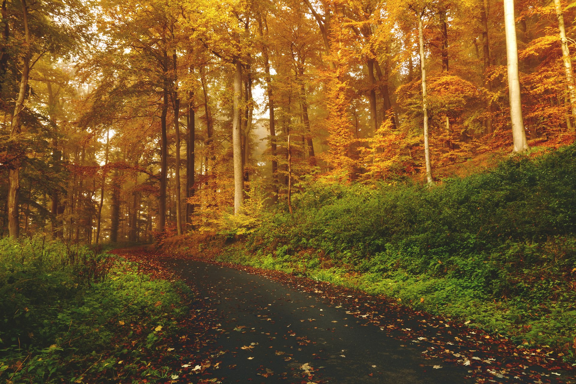 Misty forest path at golden hour
