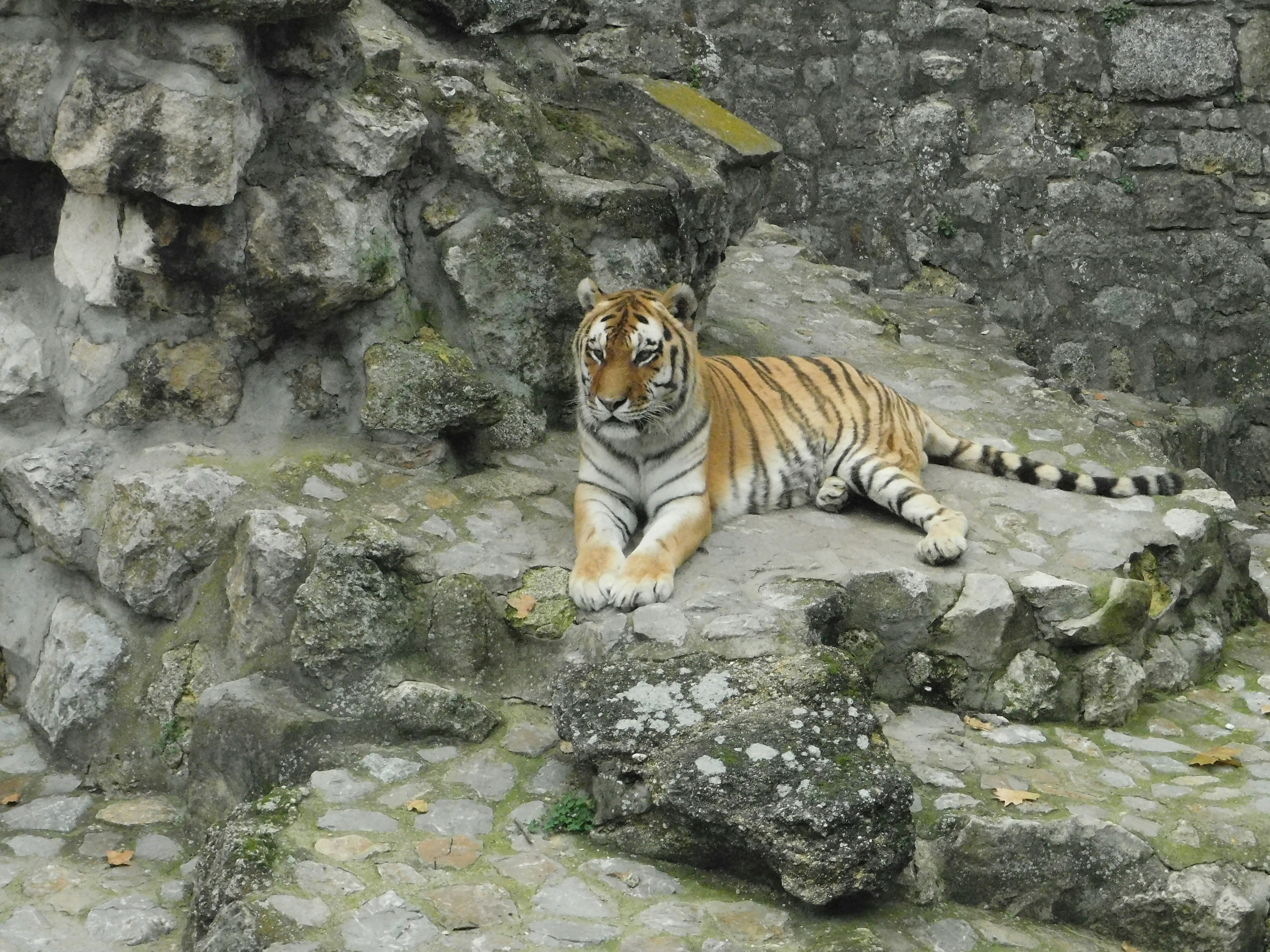 Free Unsplash photo from Nevena Knezevic