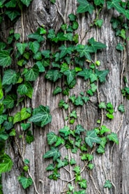 green leaves