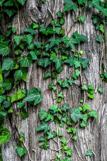 green leaves