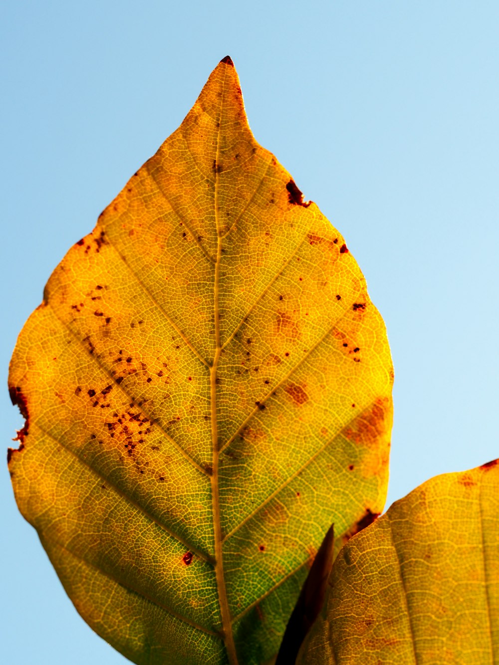 dried leaf