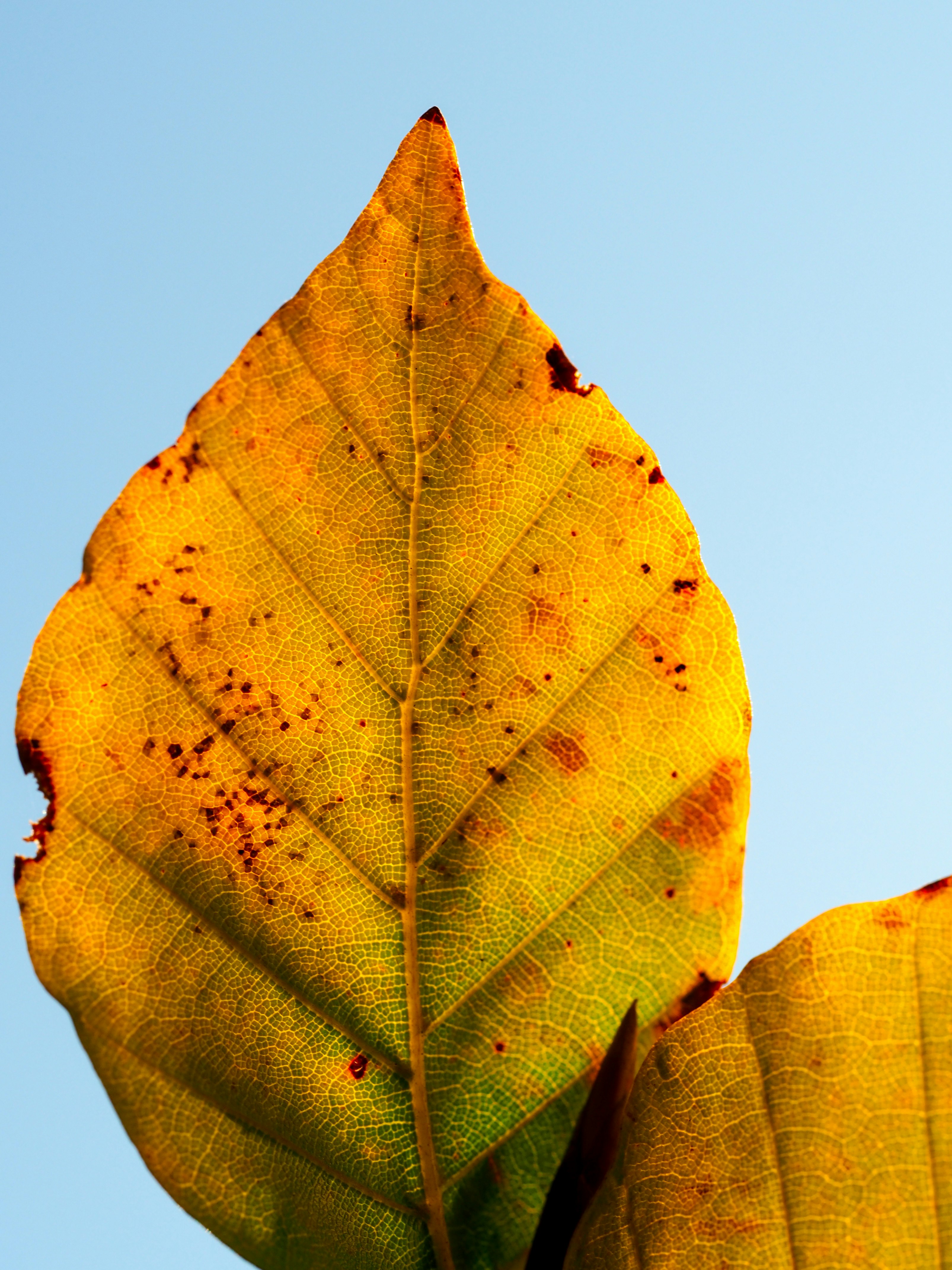 dried leaf