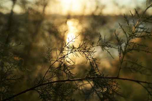 A serene dusk scene with soft golden light filtering through delicate branches, evoking quiet presence.