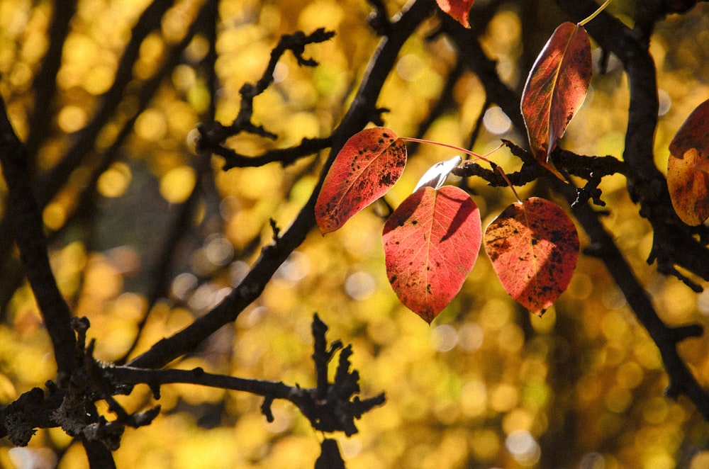 macro shot of brown tree leaves