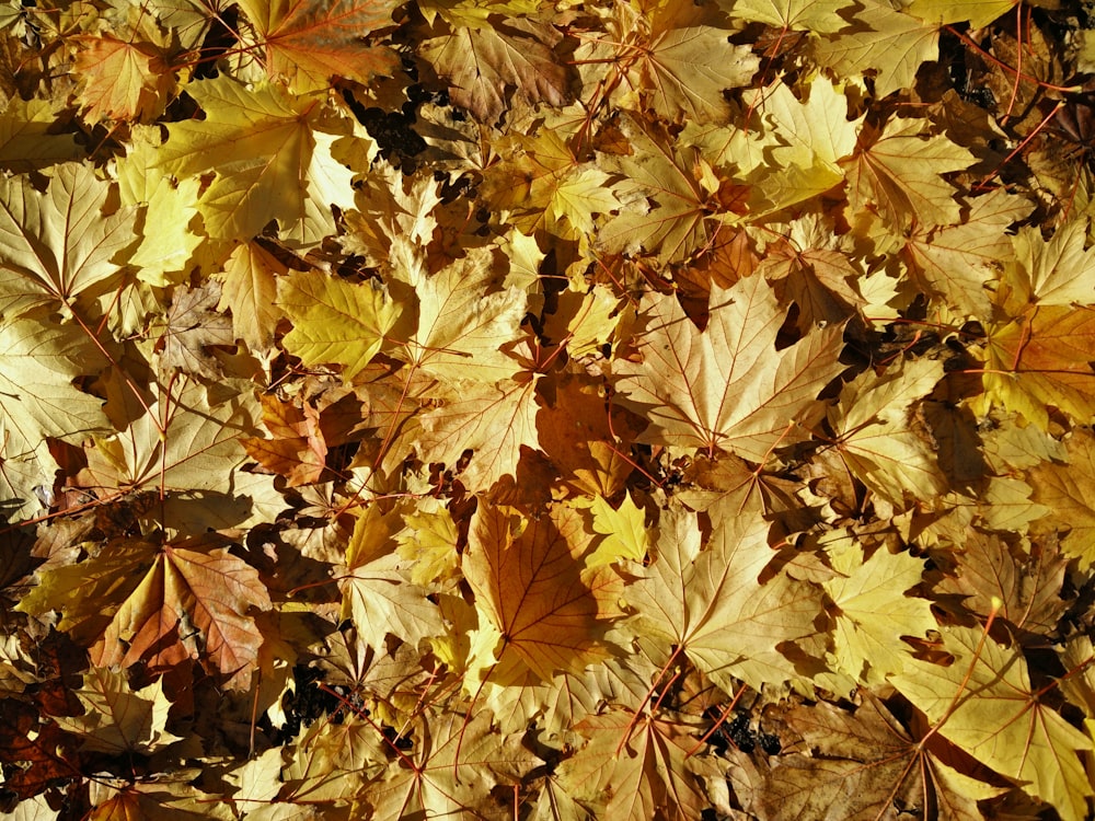 close up photography of yellow maple leaves