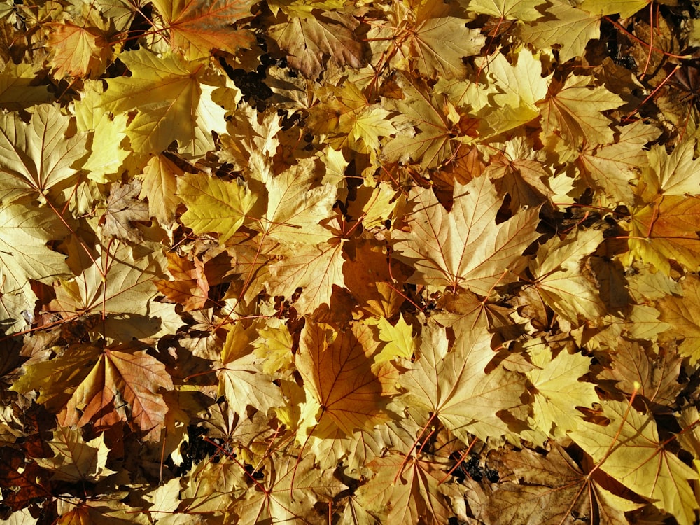 Photographie en gros plan de feuilles d’érable jaunes