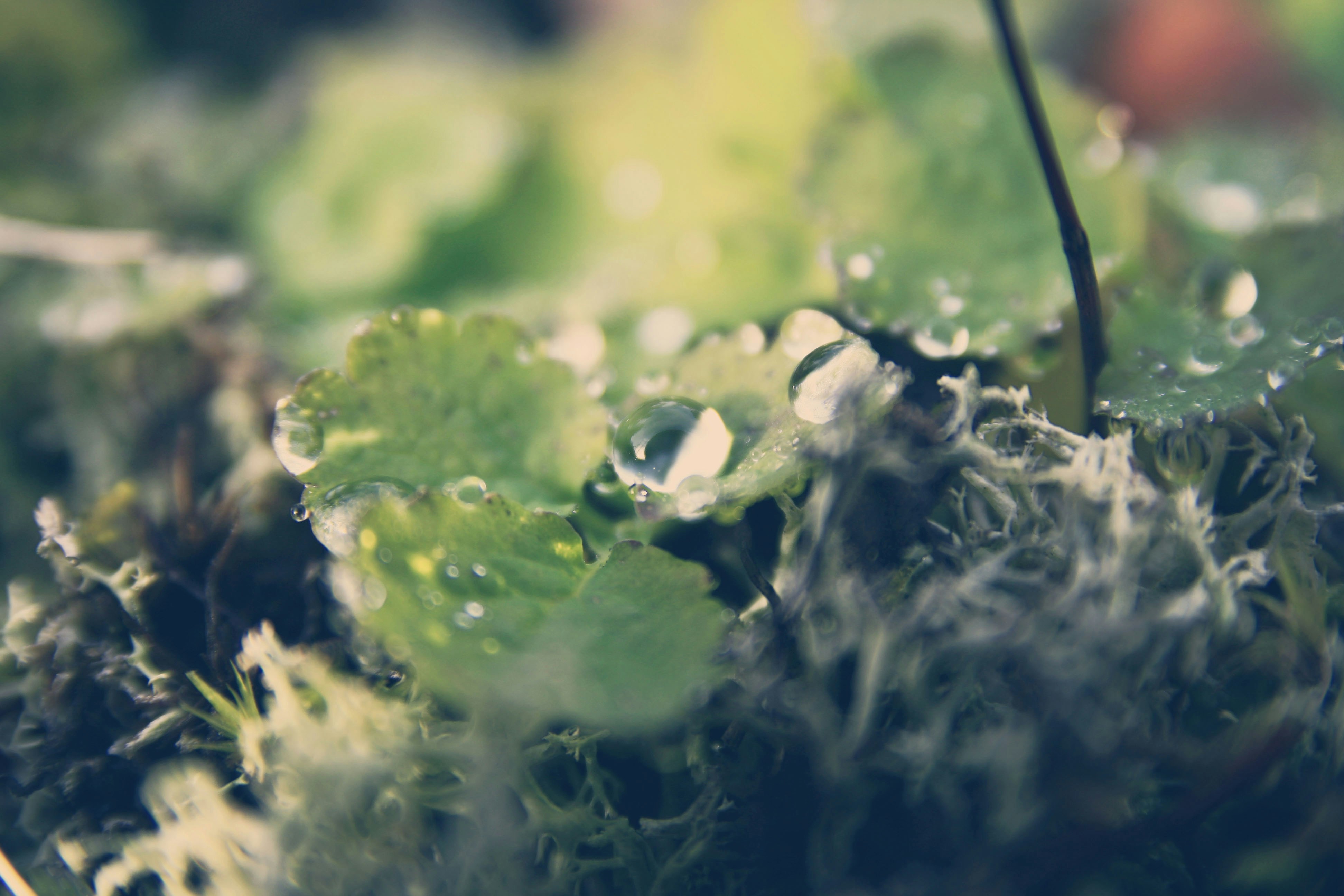 Free Unsplash photo from Adam Kinnwall