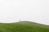 A minimalist image of a lone tree on a hill under a moody sky.