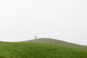 A minimalist photograph of a lone tree standing on the vast Patagonian steppe under a cloudy sky