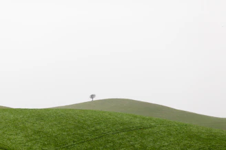 A minimalist photograph of a lone tree standing on the vast Patagonian steppe under a cloudy sky