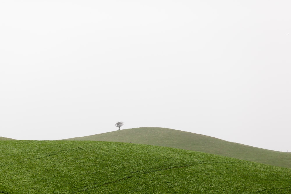 Fotografía de hierba verde durante el día