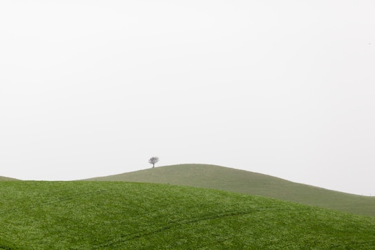 A lone tree stands atop a gently rolling green hill under a vast, overcast sky. The landscape is minimalist, with lush grass and a sense of wide-open space.