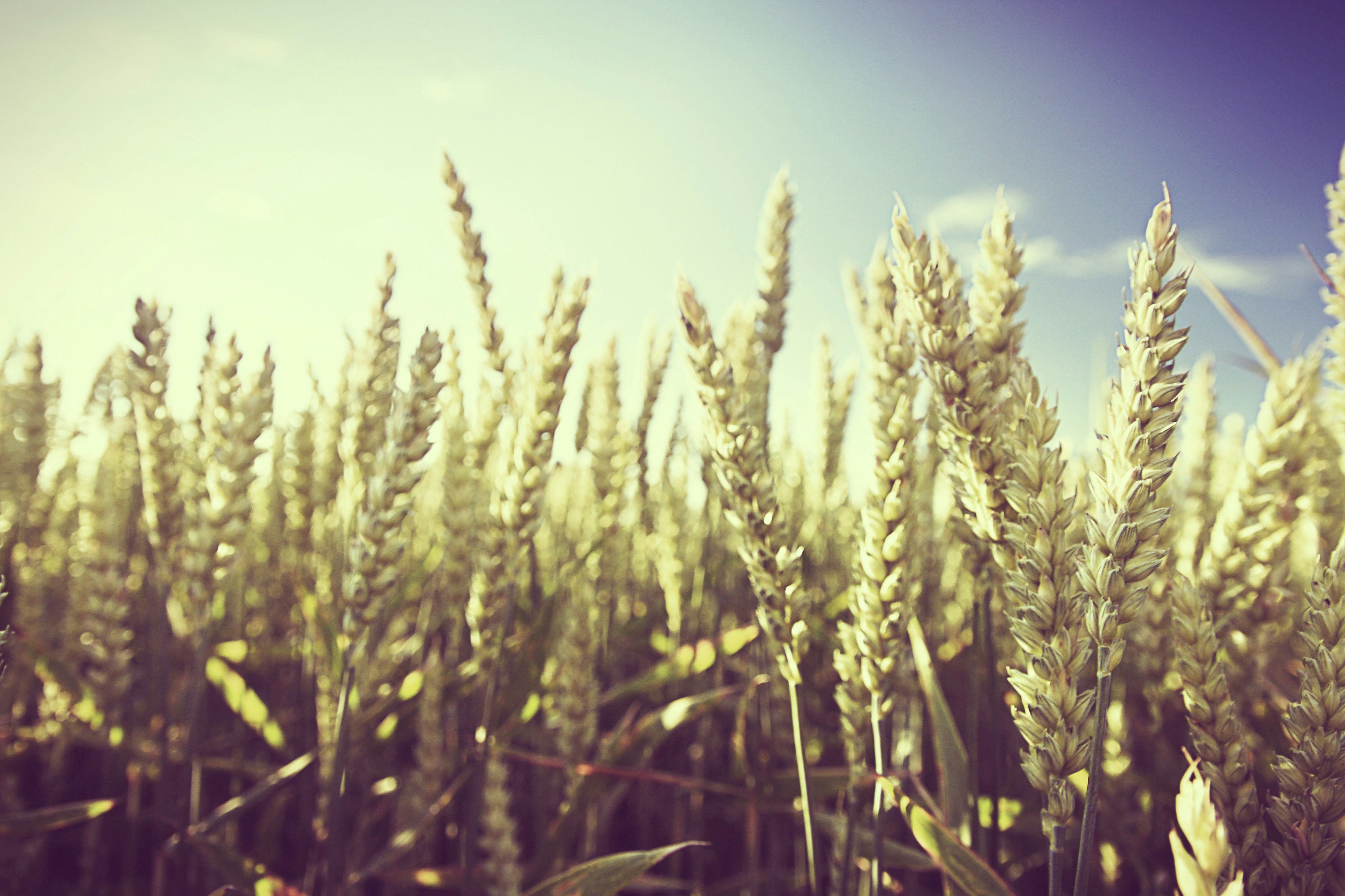 Free Unsplash photo from Adam Kinnwall