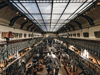 Museum fossil display