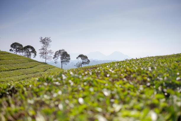 A serene landscape showing lush green fields where sustainable ingredients are harvested.