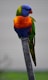 A colorful sun conure perched on a wooden branch against a soft blurred background.