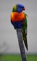A colorful sun conure perched on a wooden branch against a soft blurred background.
