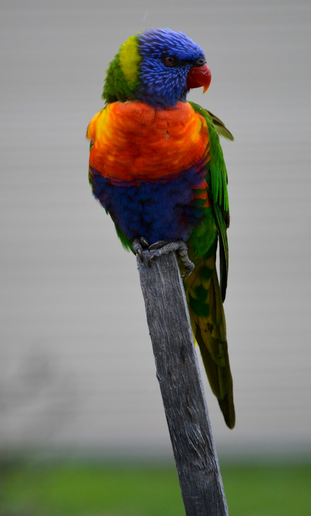 Natural Bird Perch