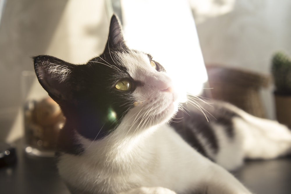 black and white cat on brown wooden table