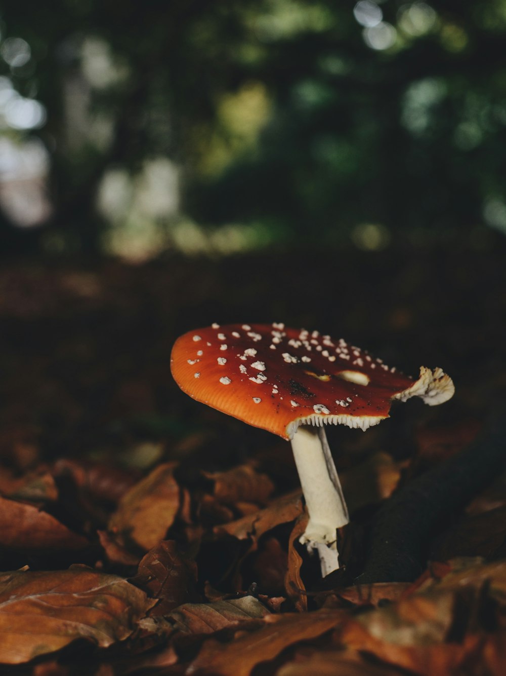 brown and white mushroom beside dried leaves
