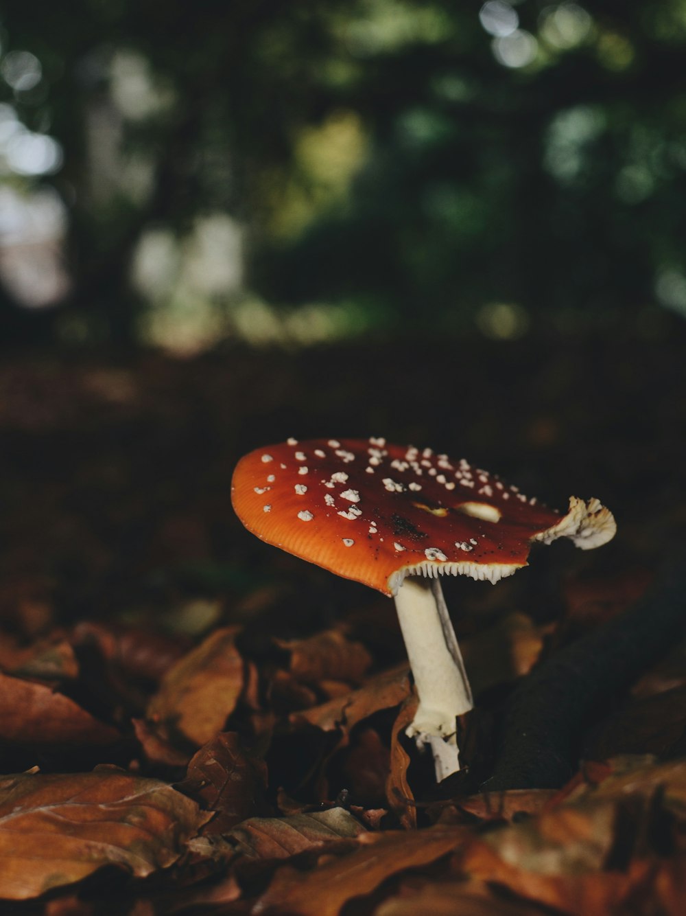 champignon brun et blanc à côté des feuilles séchées