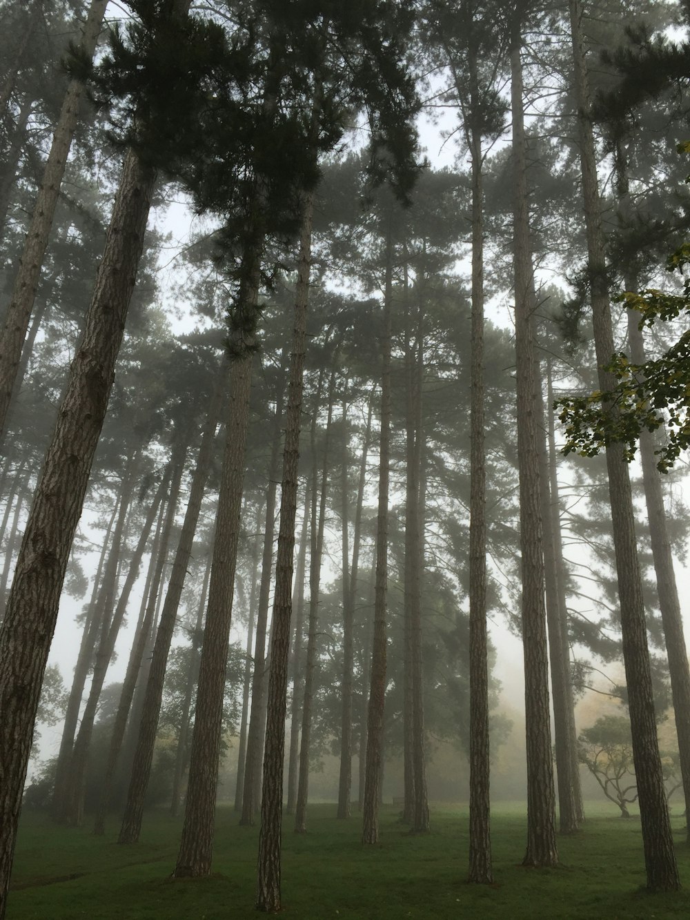 tall trees surrounded with fogs