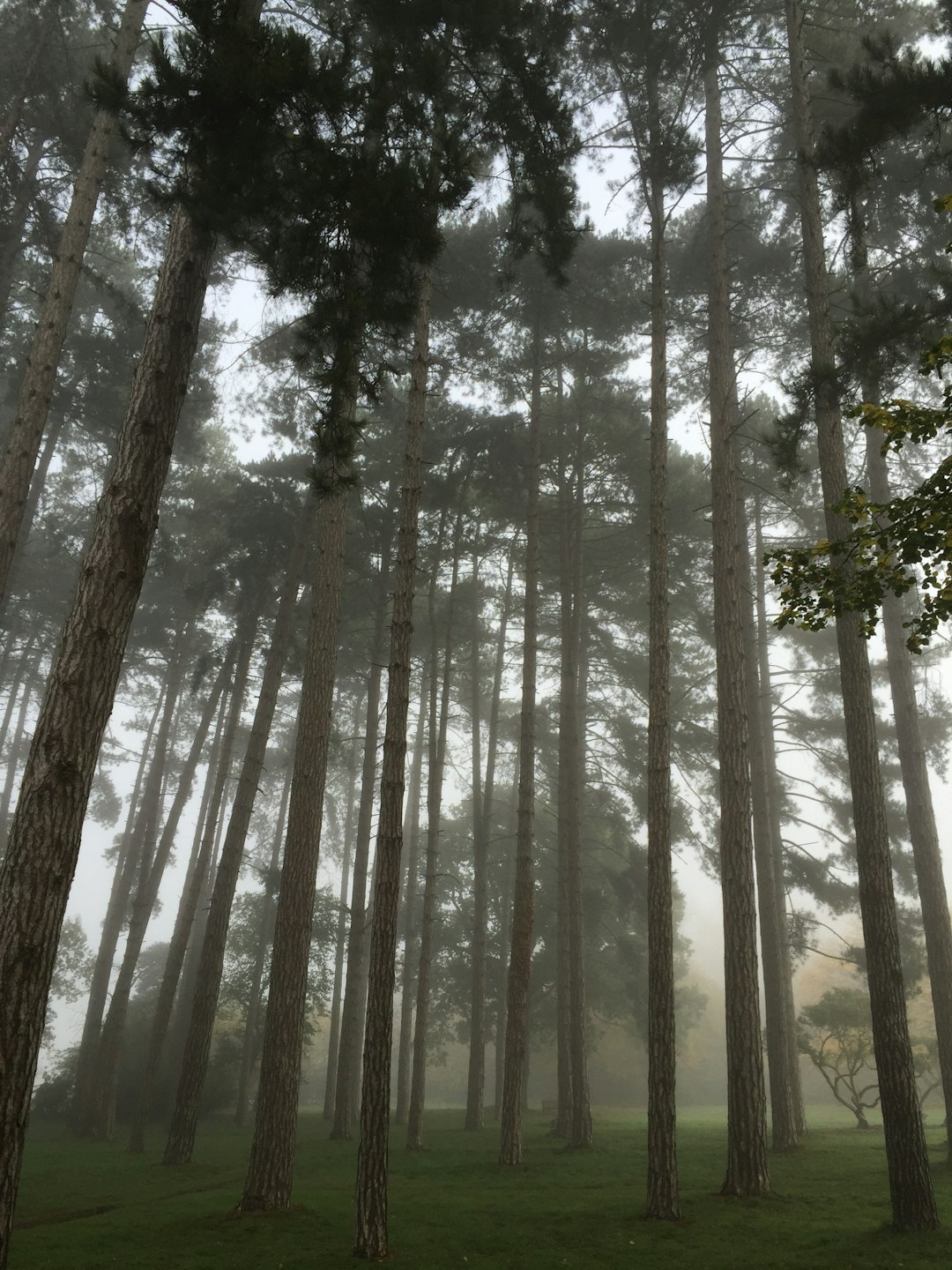 Forest photo spot Fanhams Hall Hotel Lakenheath