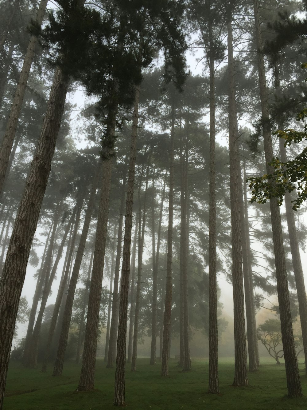 De grands arbres entourés de brouillards