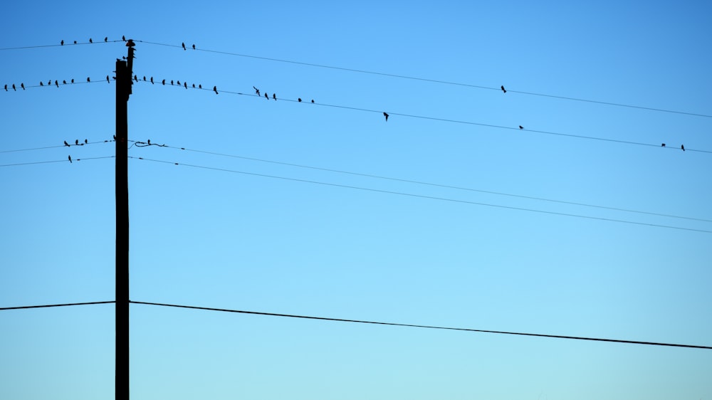 Silhouette von Vögeln auf elektrischen Drähten