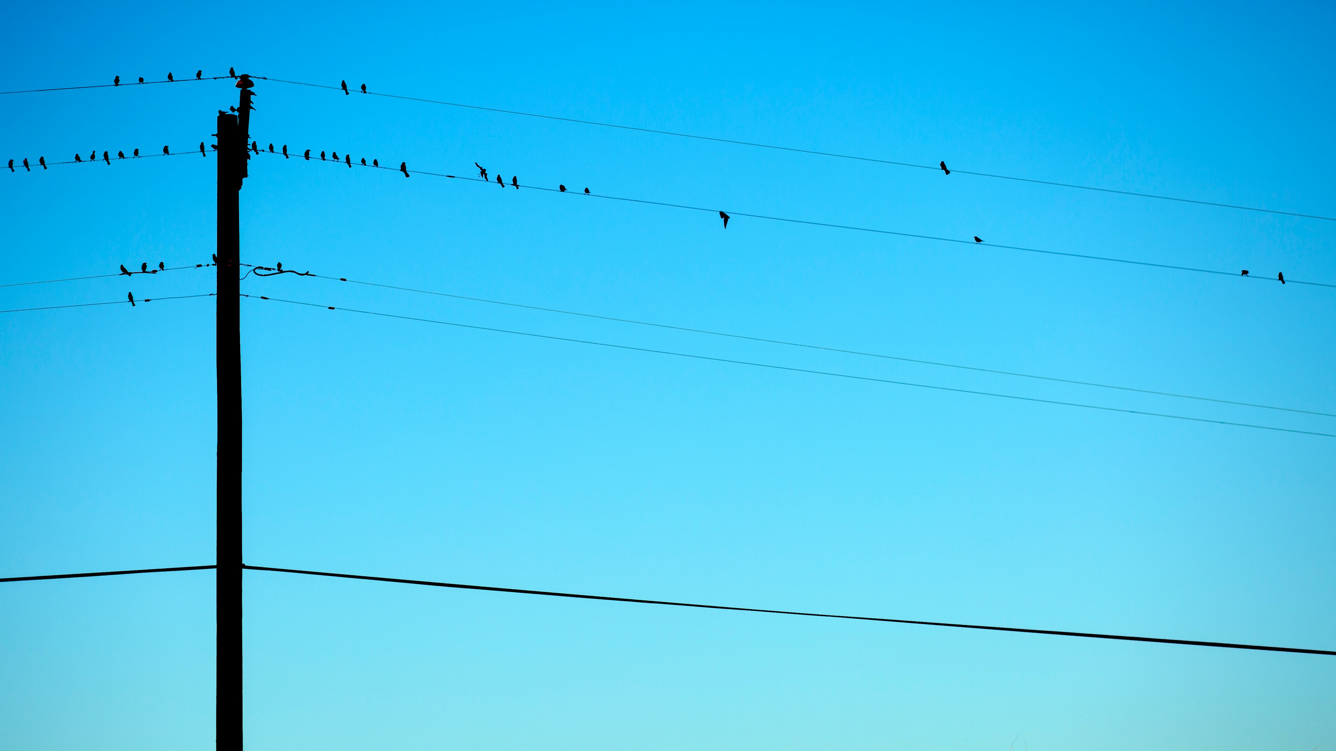 silhouette of birds on electric wires