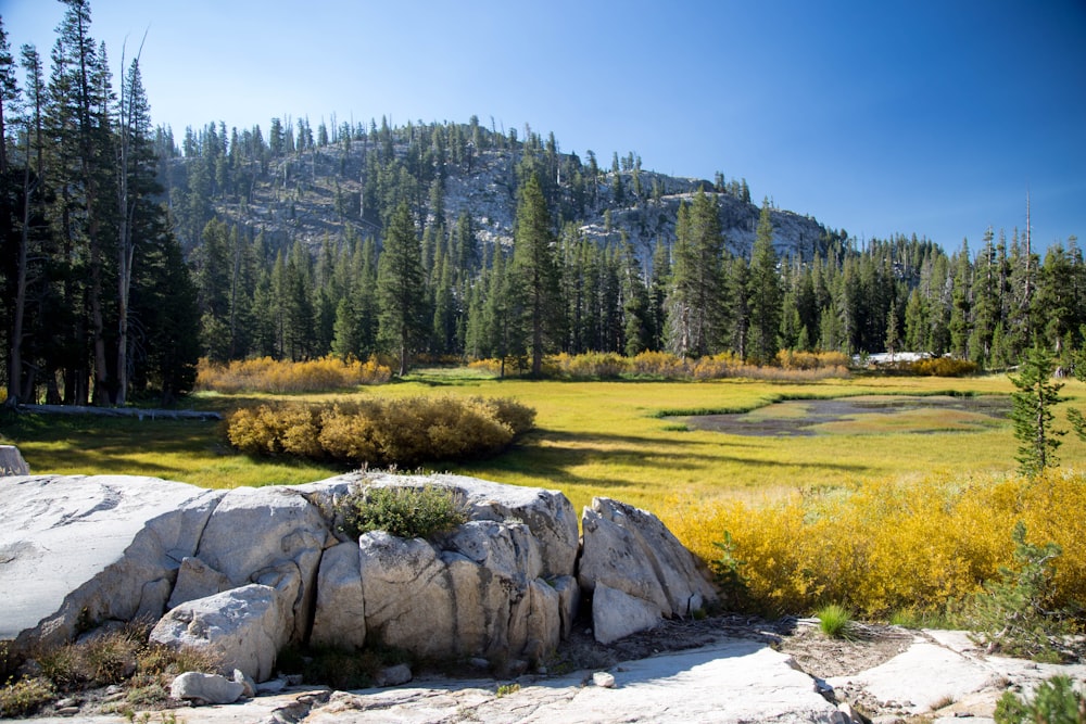 photo of tall green trees within mountain range