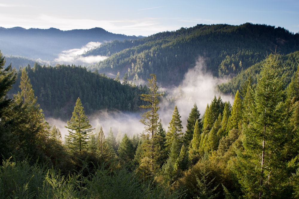 Foto aus der Vogelperspektive von Wald und Bergen