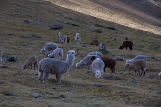 Several alpacas graze on a hilly, grassy terrain scattered with rocks. The animals have a variety of woolly coats in colors ranging from gray, white, brown, to beige. The landscape is gently sloped, with light and shadow contrasting across the grass indicating an early morning or late afternoon setting.
