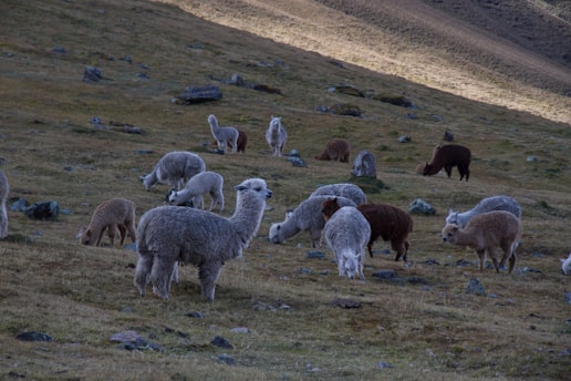 Several alpacas graze on a hilly, grassy terrain scattered with rocks. The animals have a variety of woolly coats in colors ranging from gray, white, brown, to beige. The landscape is gently sloped, with light and shadow contrasting across the grass indicating an early morning or late afternoon setting.