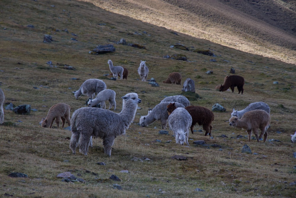 lama di campo verde