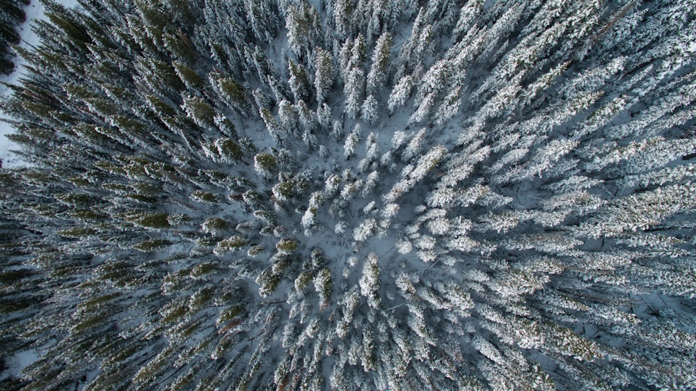 Luftaufnahme von Kiefern mit weißem Schnee während des Tages