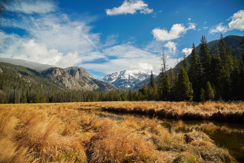 wheat field near pine trees beside mountains under blue and white sky