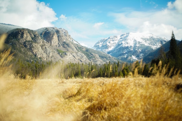 field of brown grasses within mountain range