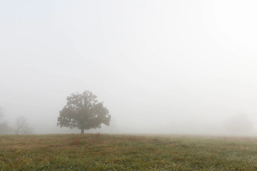 The Fog and the Spring