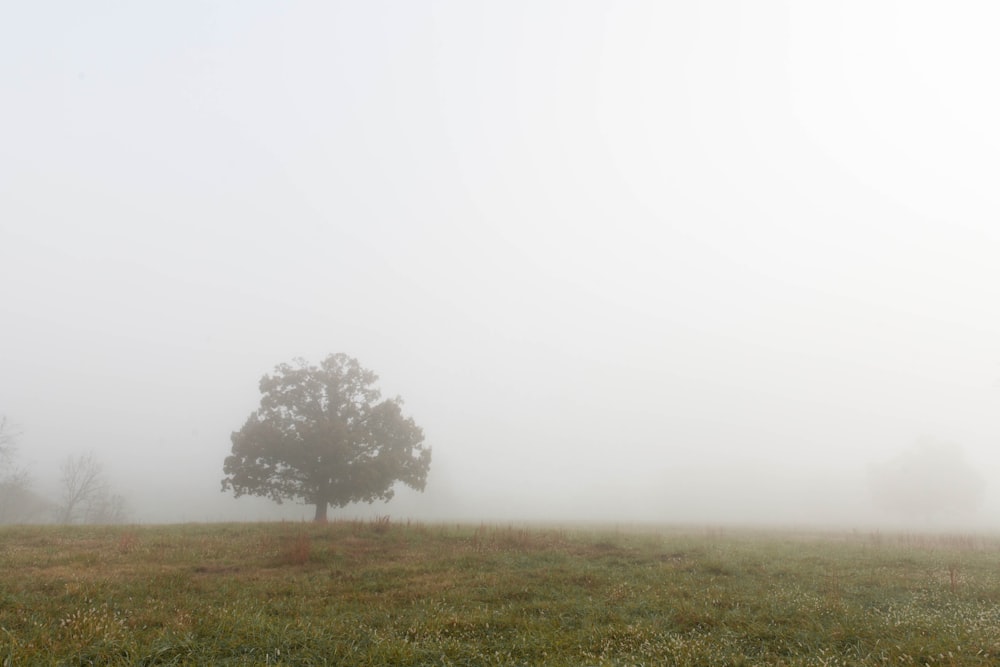 albero verde con cane bianco durante il giorno