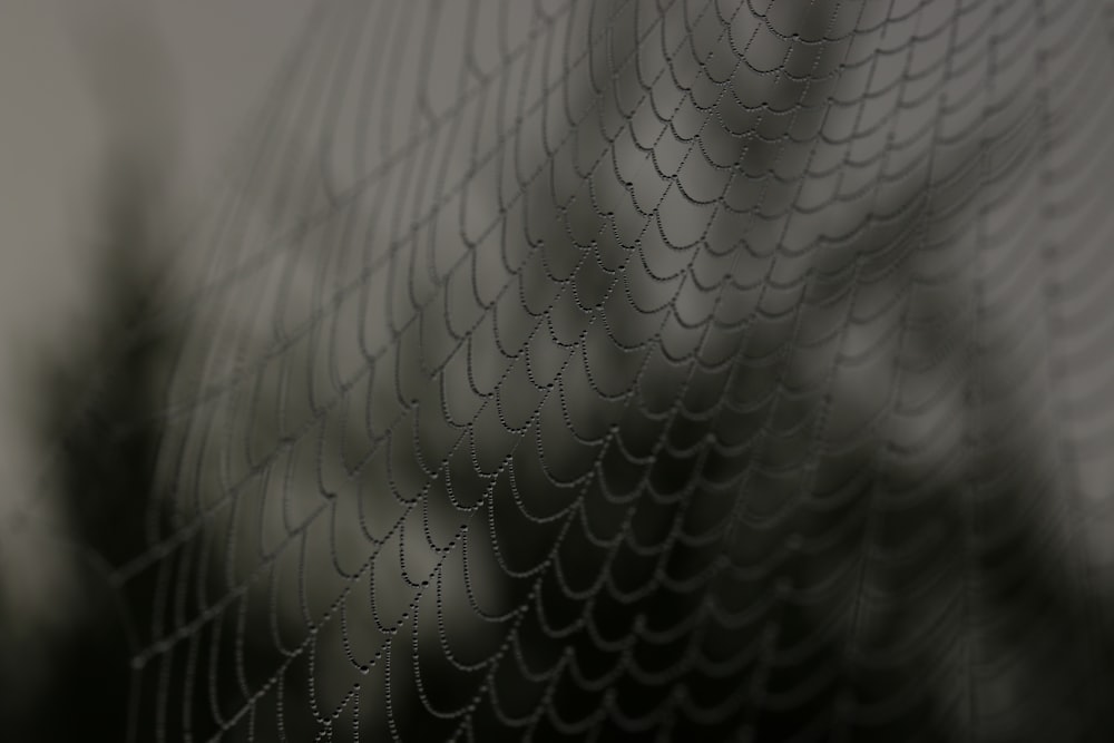 close up shot of spider web