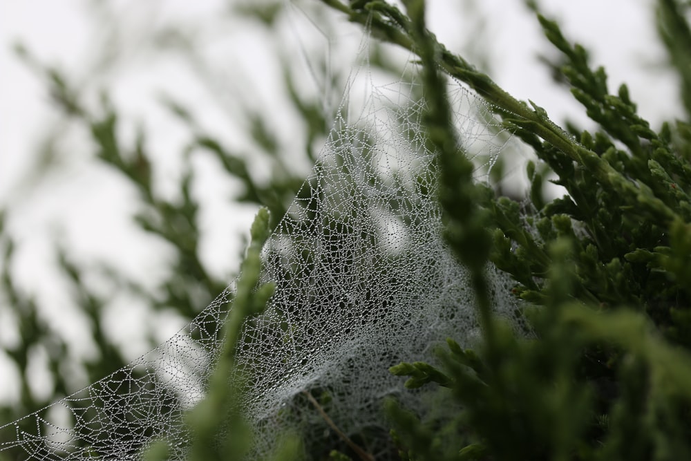 Flachfokusfotografie einer grünblättrigen Pflanze