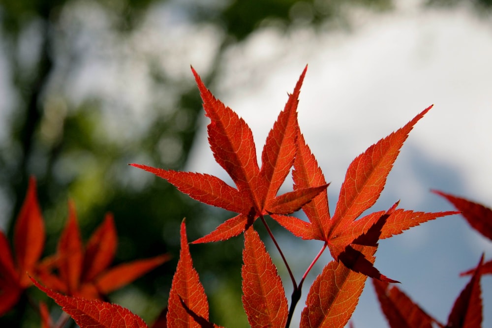 close-up photography of red maple leaves