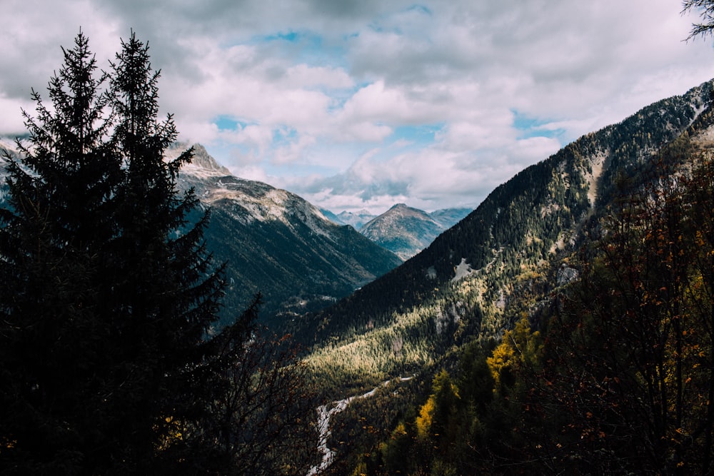 Vista de pájaro de árboles y montañas