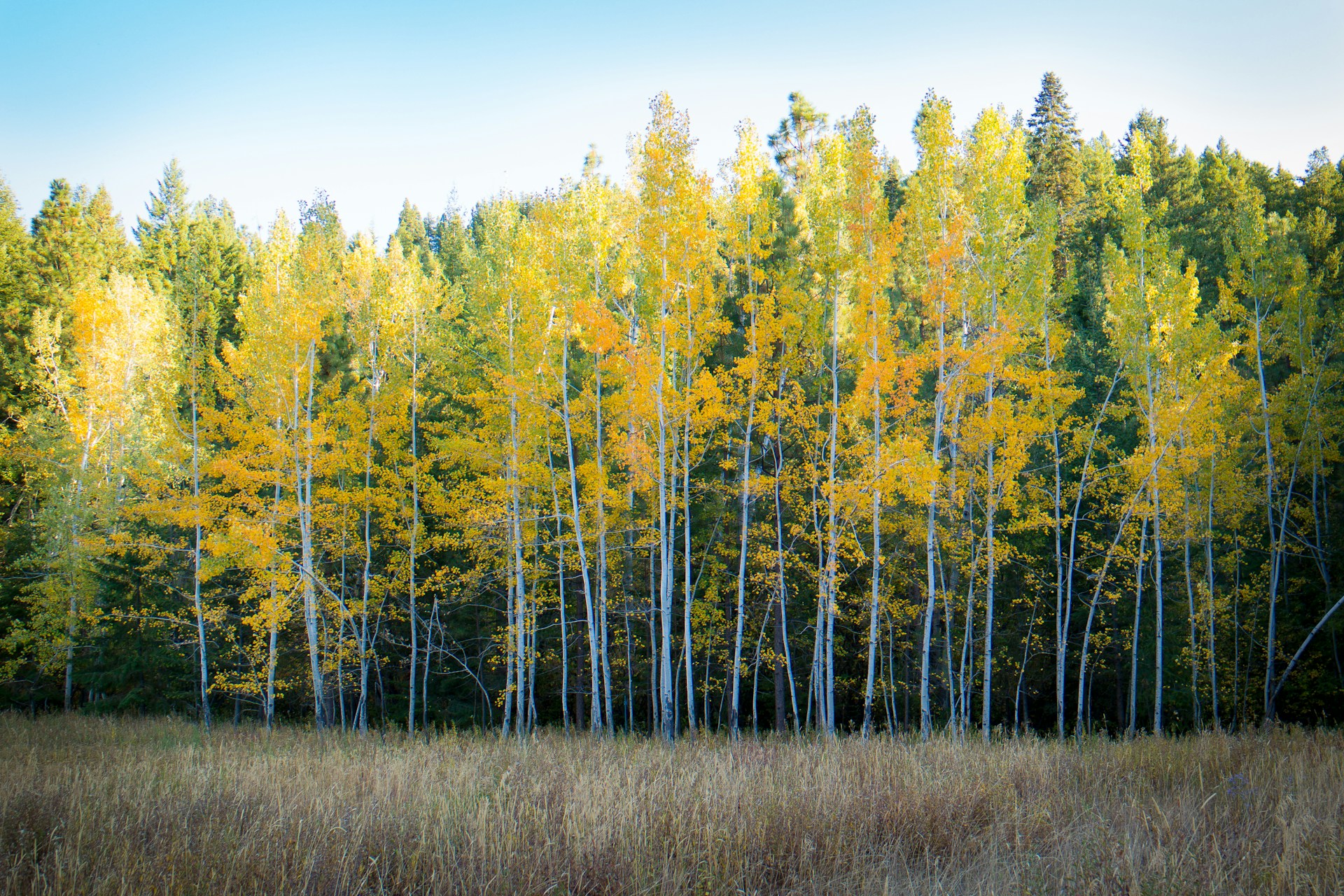 trees and brown grass field in forest nature photography